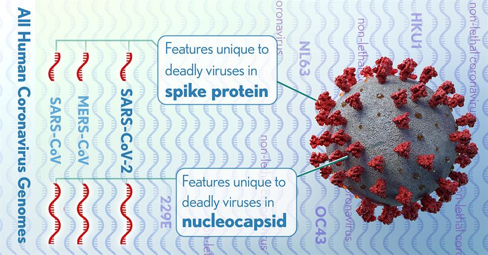 NIH researchers investigate virulence of SARS-CoV-2 virus